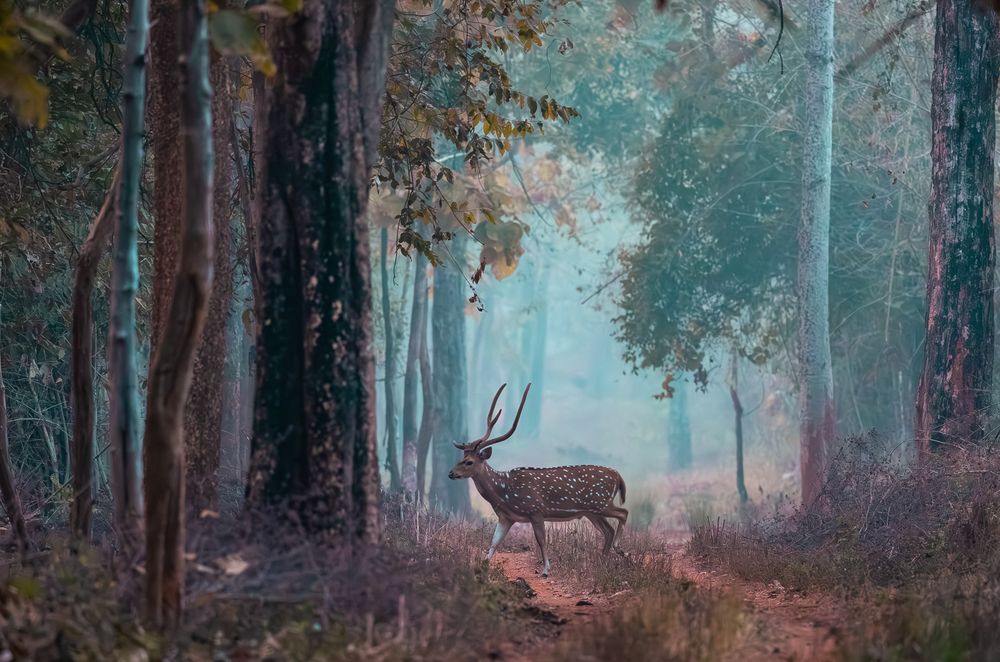Photograph by MUKESH RAJAN S