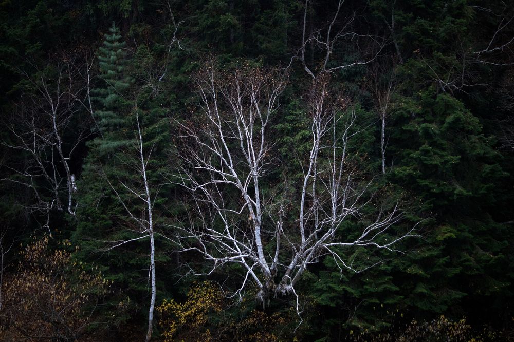 Фотография автора Puneet Verma