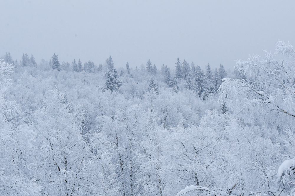 Photograph by Ольга Топорищева
