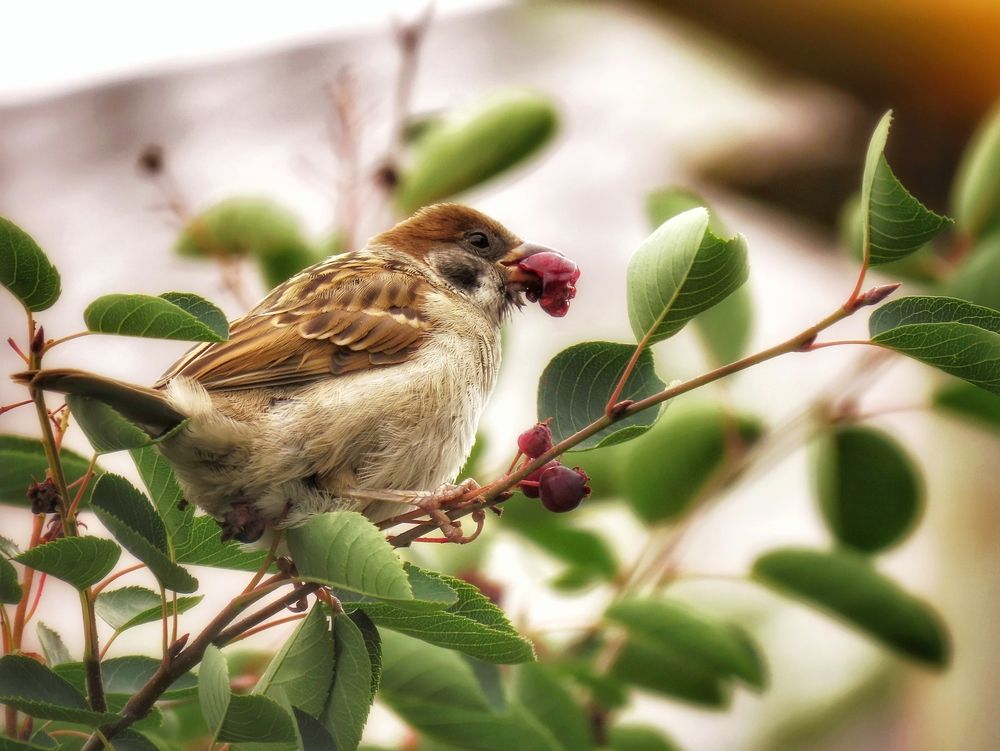 Воробей кушает иргу