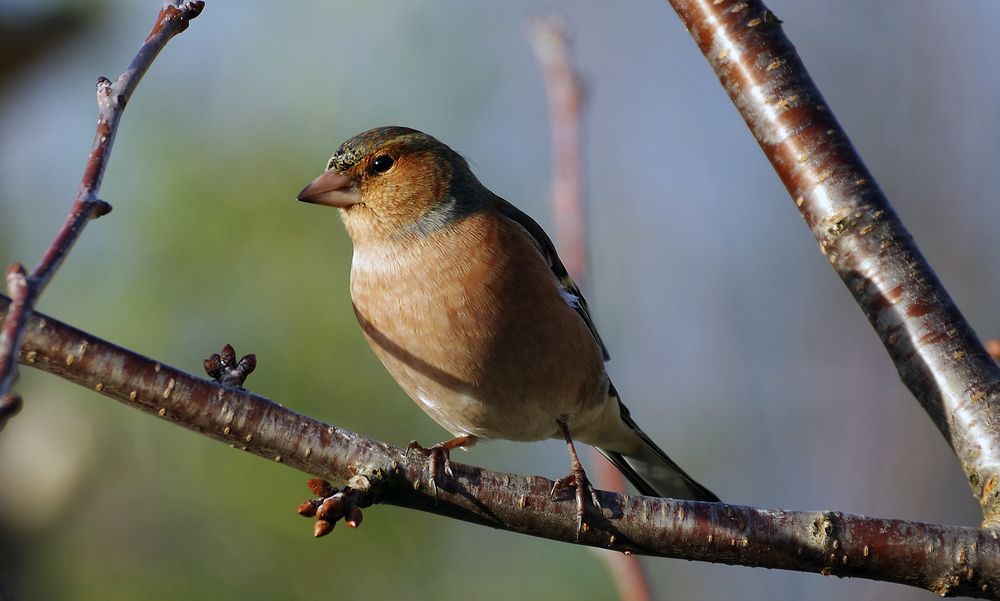 Фотография автора Сергей Гречихин
