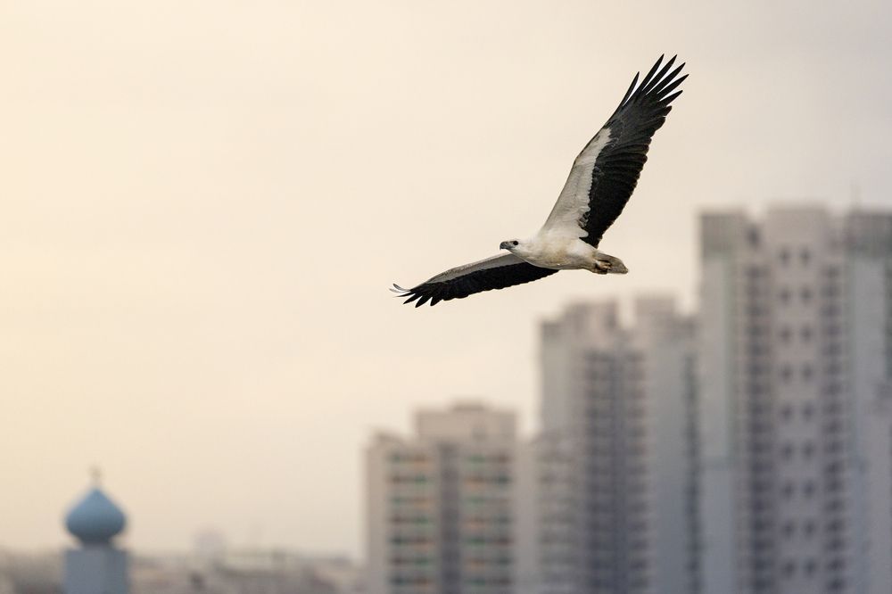 Photograph by Torres