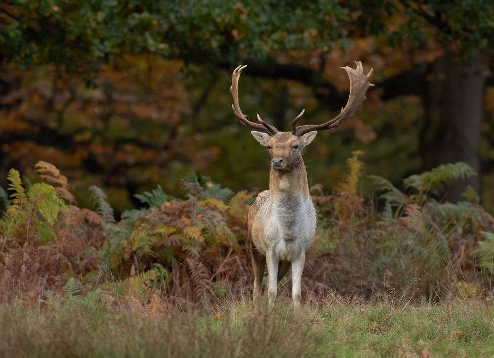 Fallow Deer