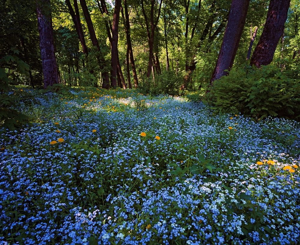 Фотография автора Игорь Дьяченко