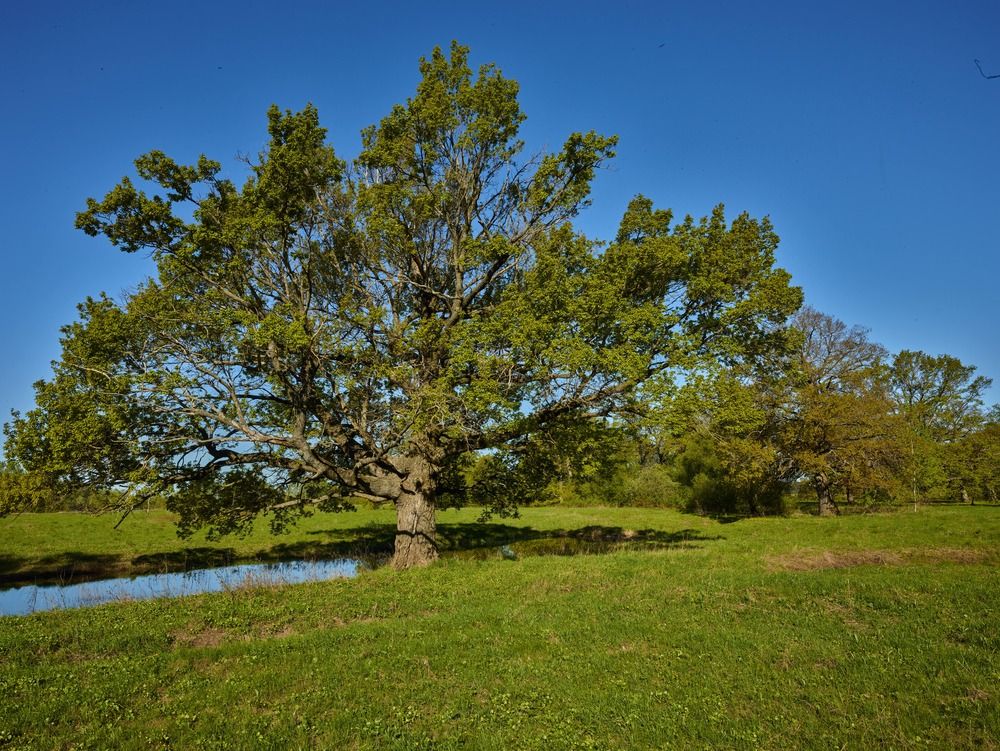 Фотография автора Игорь Дьяченко