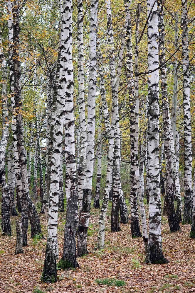 Photograph by Евгений Киселев