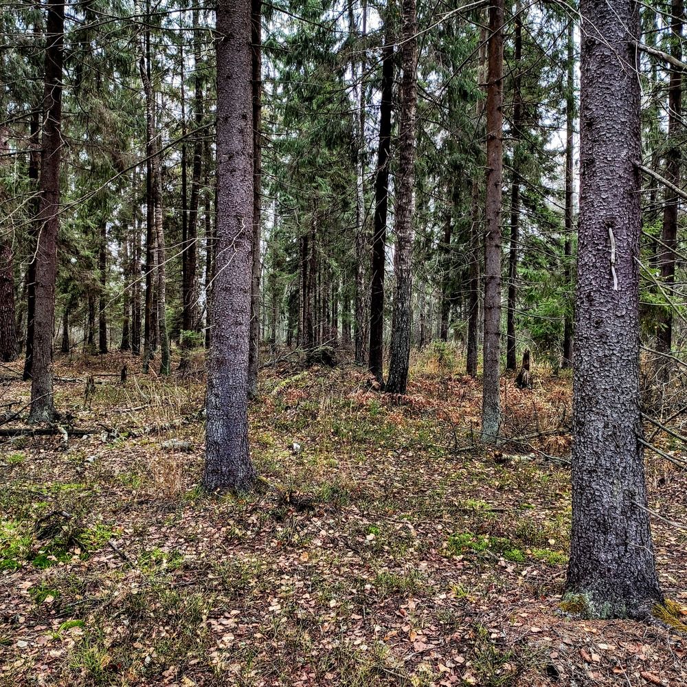 Photograph by Анна Андреевна