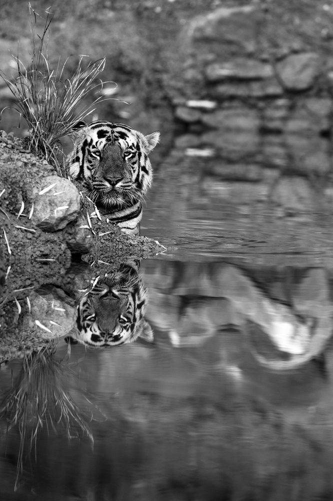 Photograph by Sumon Das