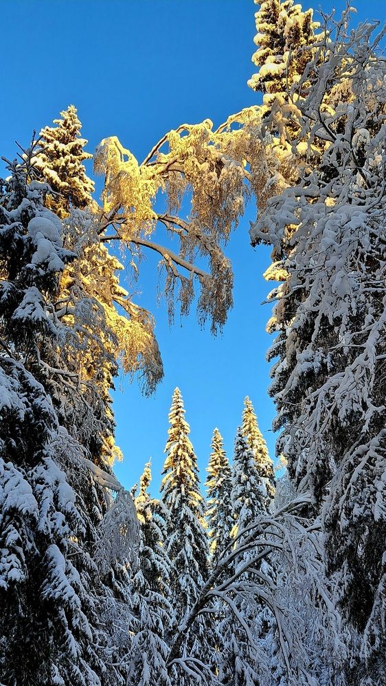 Photograph by Галина Перепечаева