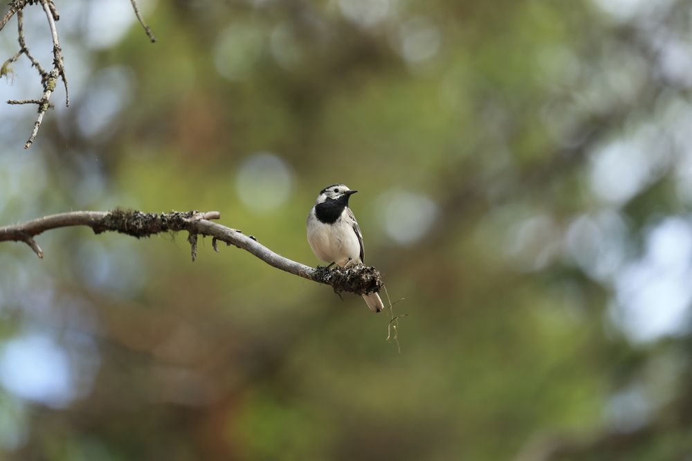 Фотография автора Юрий Кетель