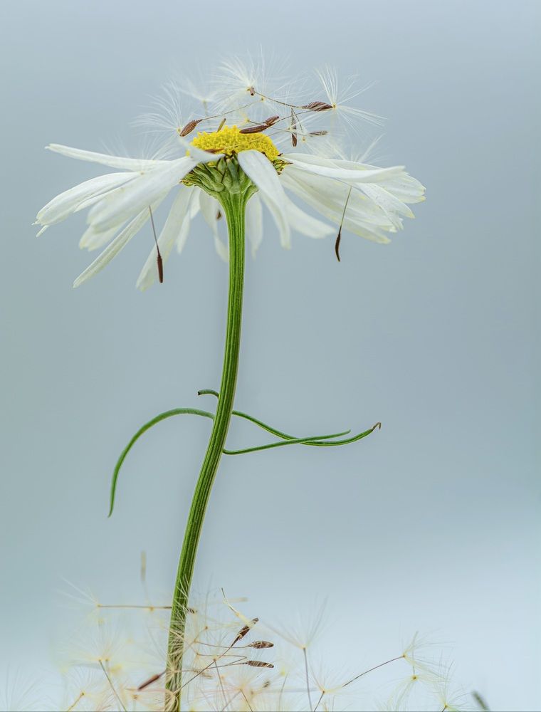 Photograph by Муза Латинская