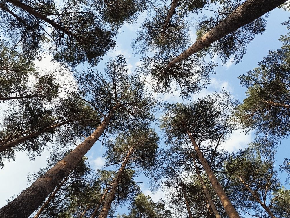 Photograph by Александра Ламанова