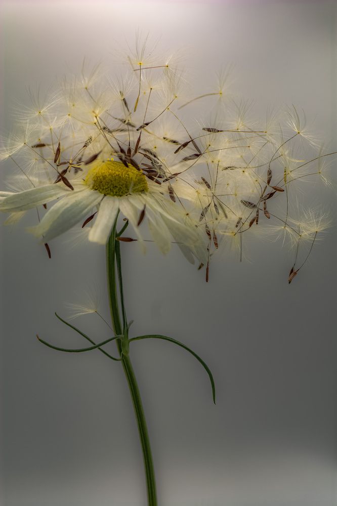 Photograph by Муза Латинская