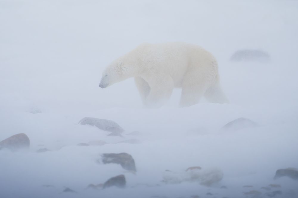 Фотография автора Karthik Subramaniam