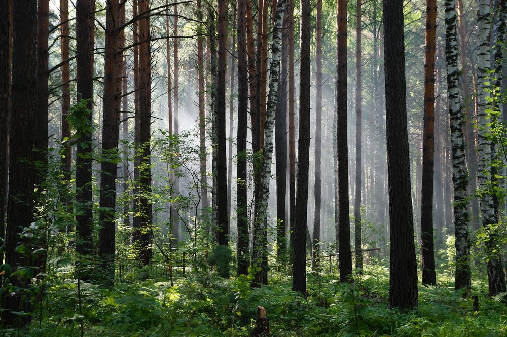 Photograph by Галина Кан