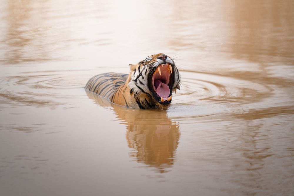 Фотография автора Karthik Subramaniam