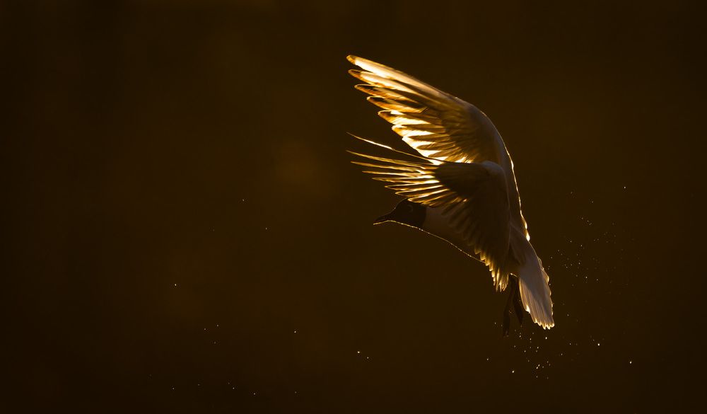 Photograph by Алексей Зайцев