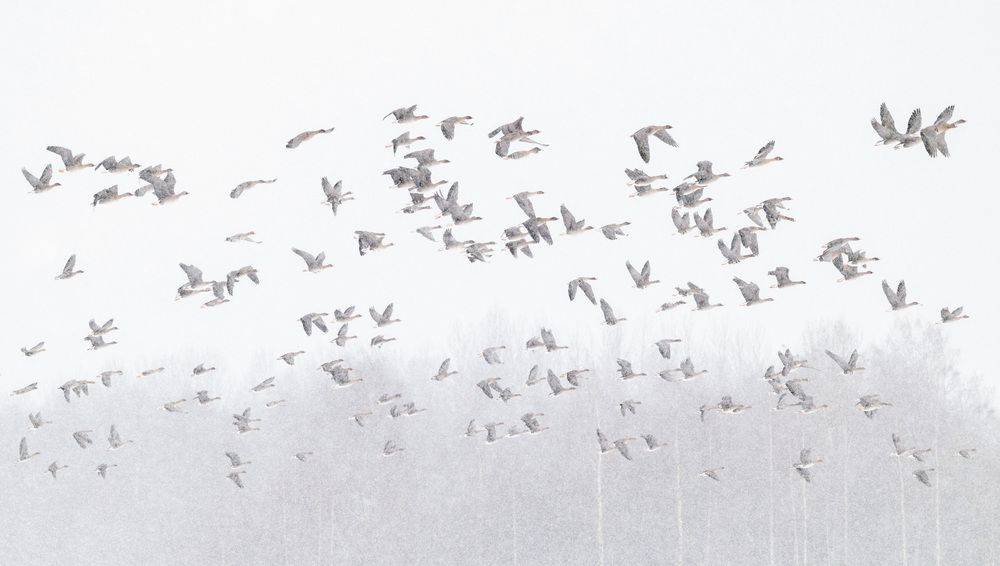 Photograph by Алексей Зайцев