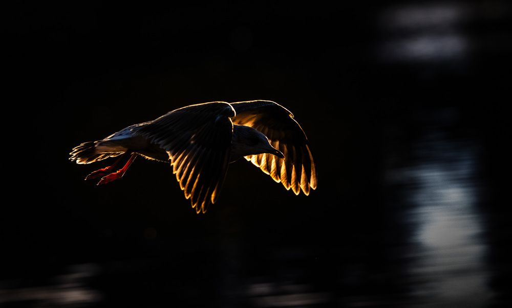 Photograph by Алексей Зайцев