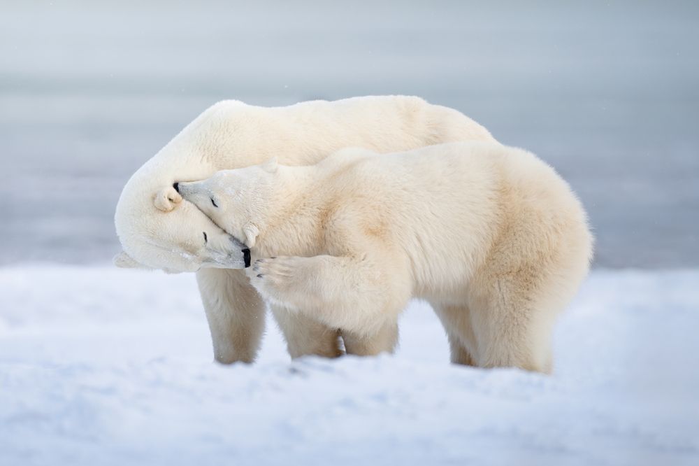 Polar Bears of Churchill, Canada