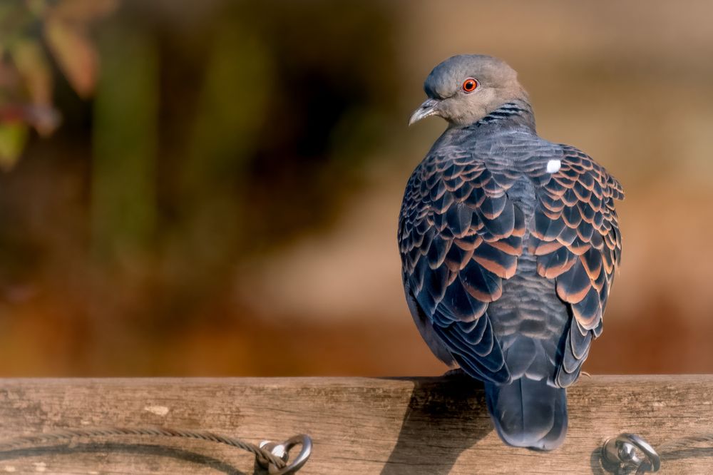 Photograph by Suzuki Ryuta