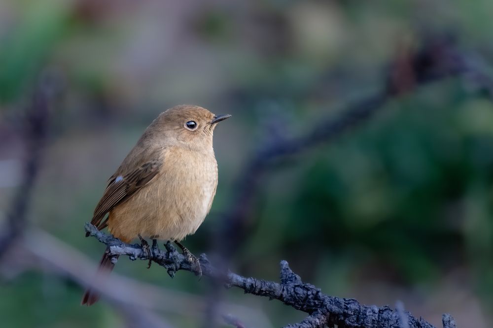 Photograph by Suzuki Ryuta