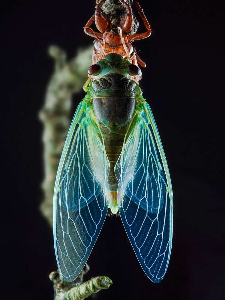 Photograph by Tran The Ngoc