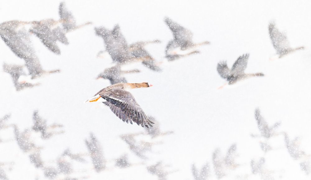 Photograph by Алексей Зайцев