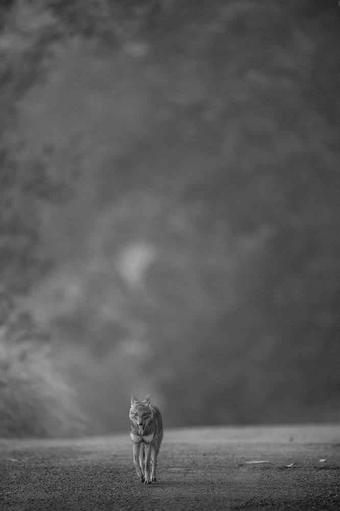 Photograph by Sumon Das