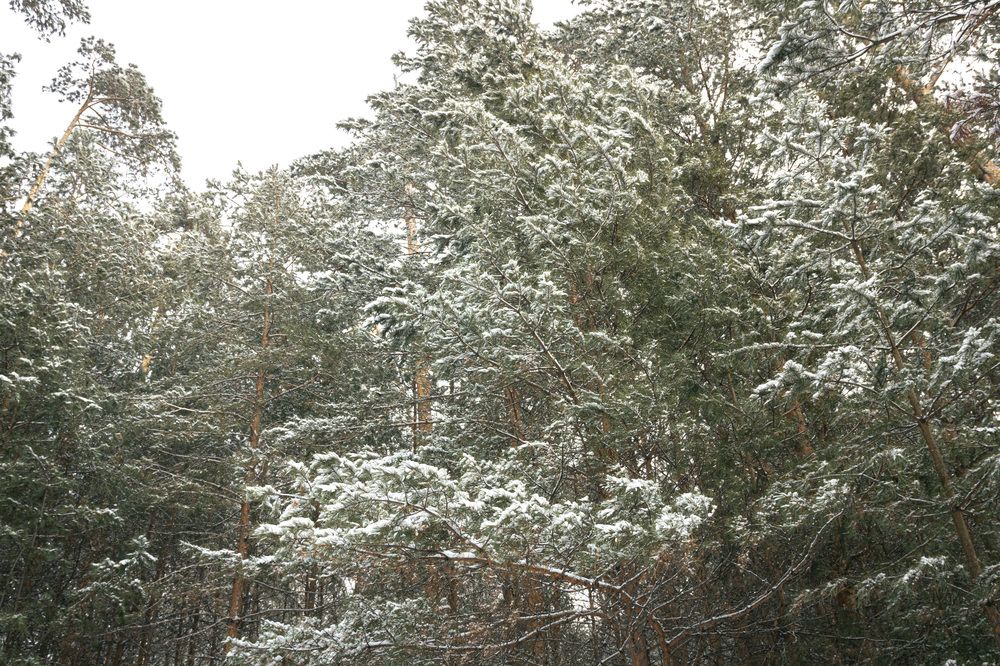 Фотография автора Алена Скокова