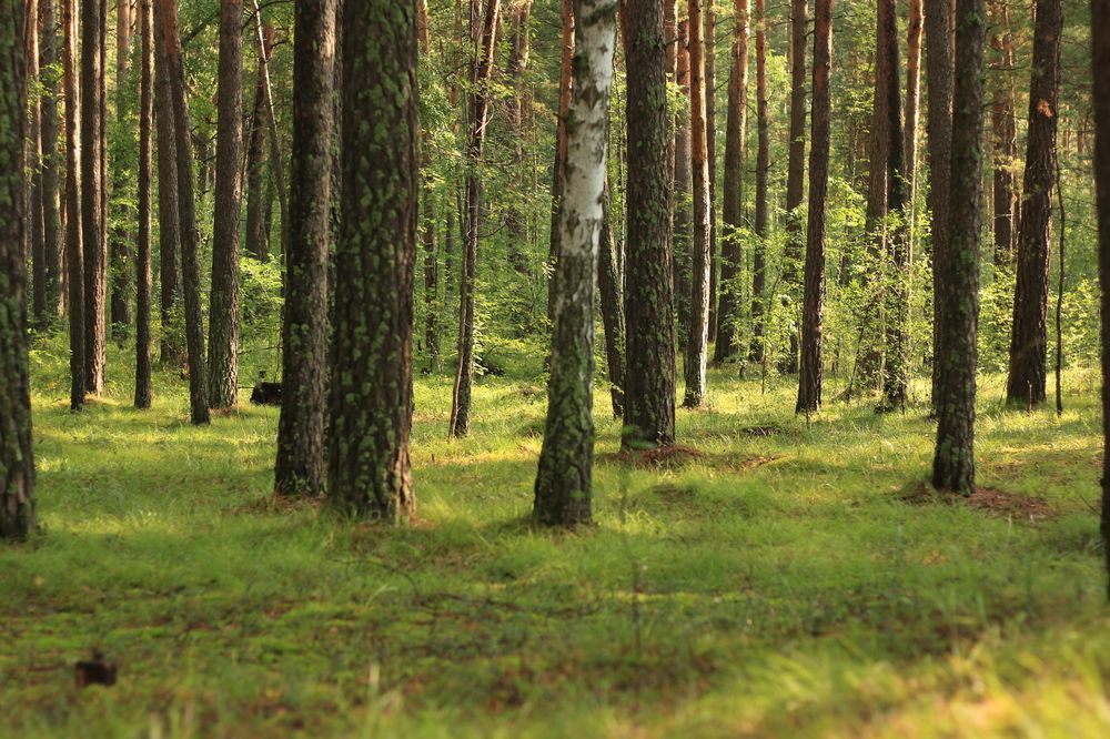 Photograph by Крематорин Артур