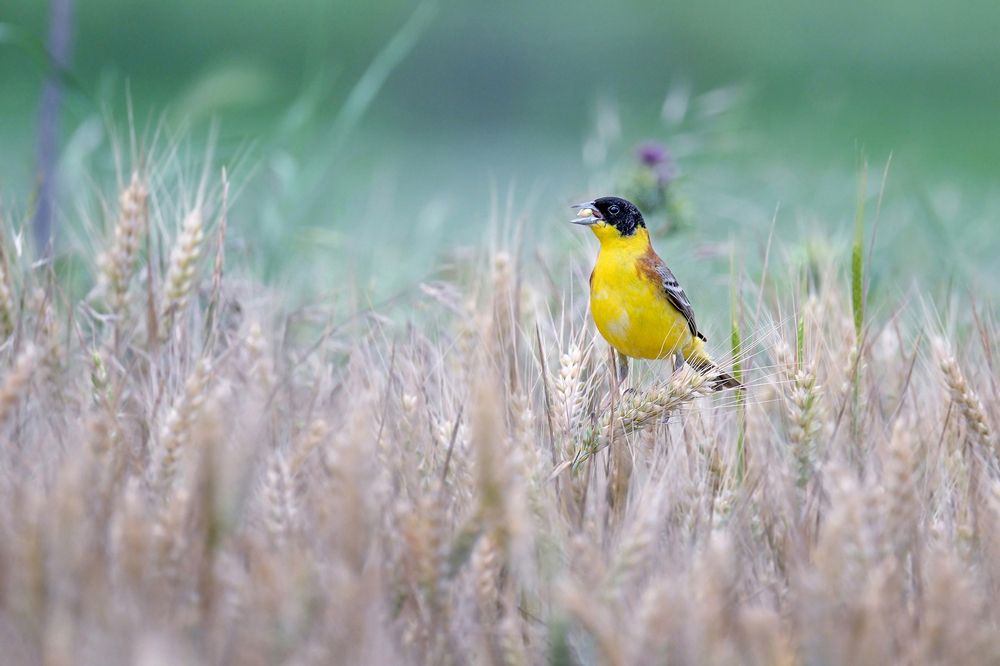 Photograph by Стоян Великов