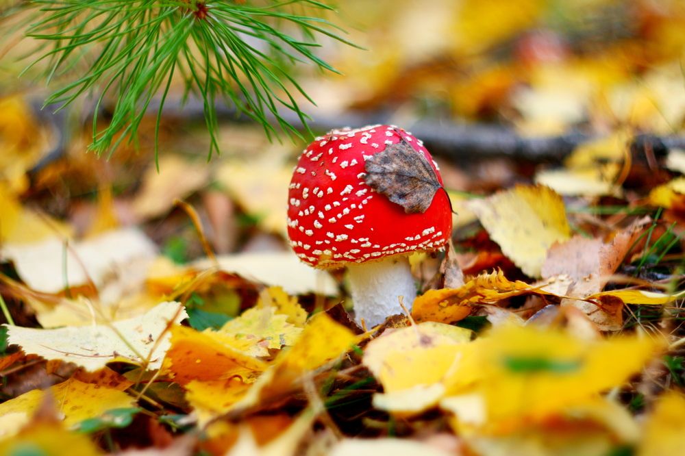 Фотография автора Леонид Уральский