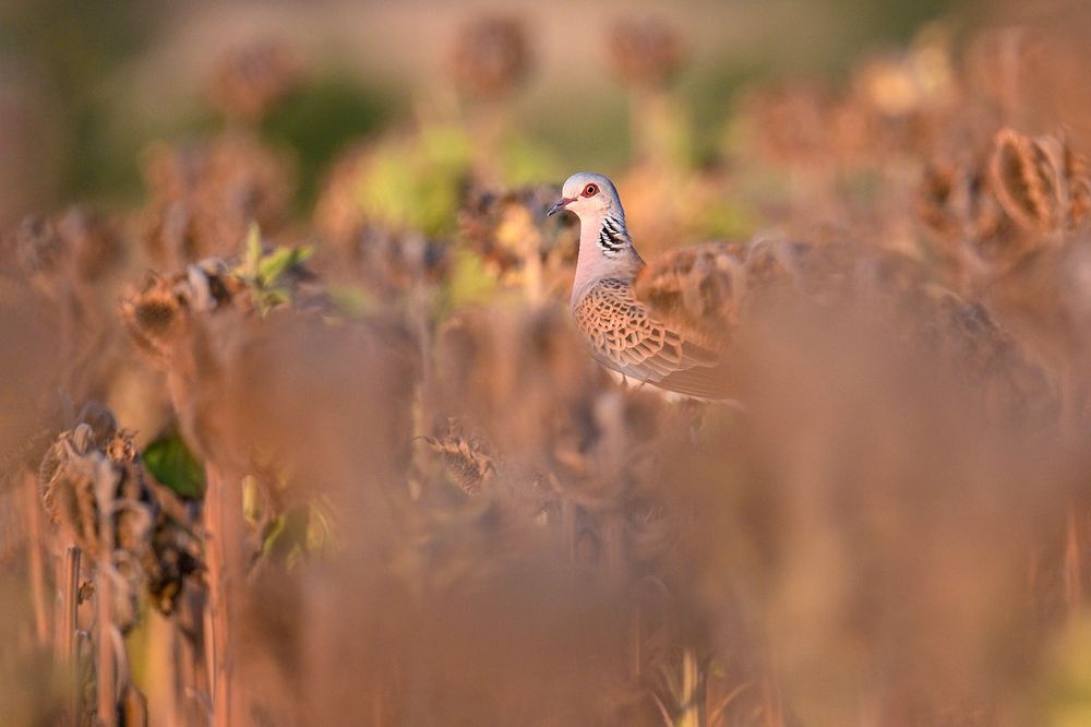 Photograph by Стоян Великов
