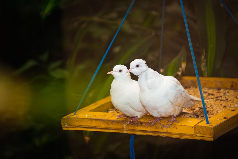Фотография автора Ольга Тенилова