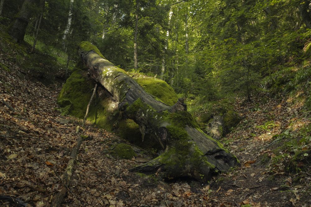 Photograph by Дмитрий Гривцов https://t.me/photoGDIlive