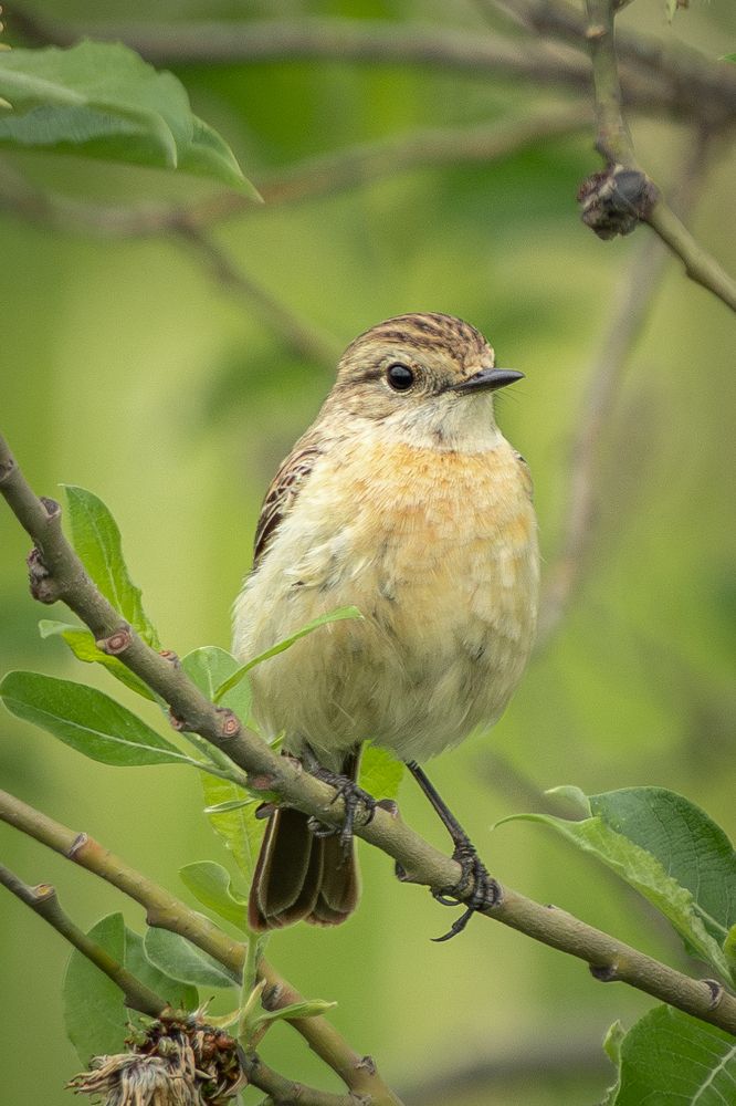 Самка чекана