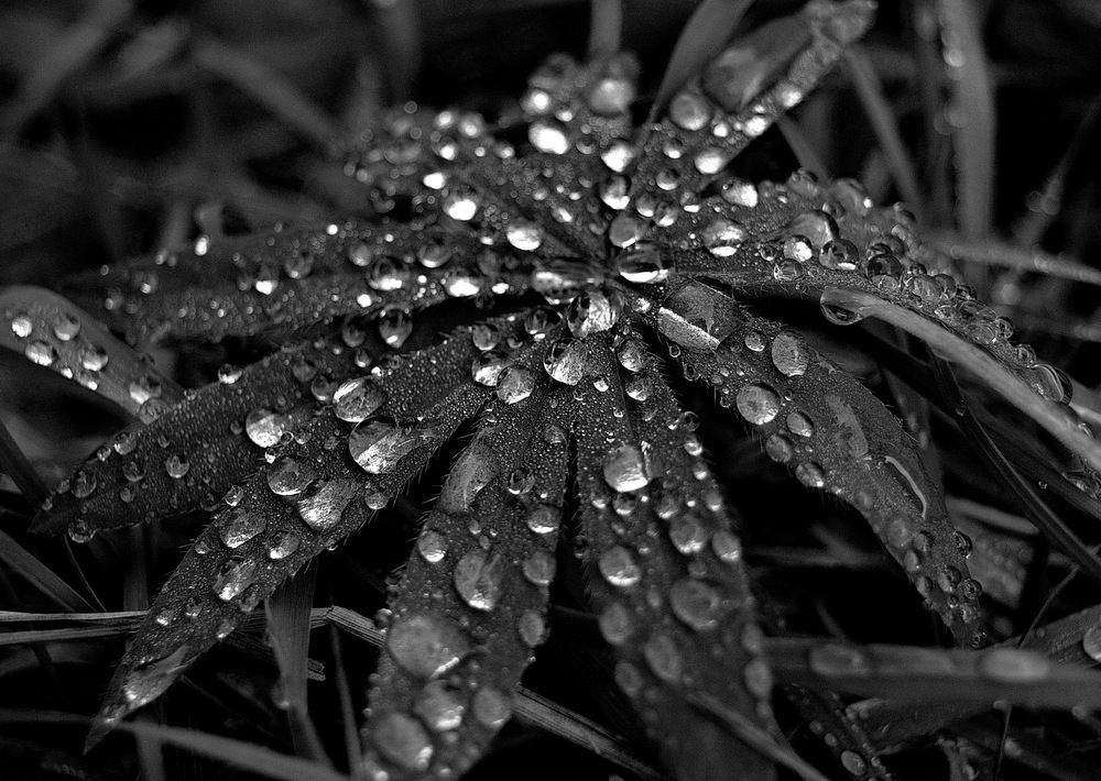 Серебрянные брызги.