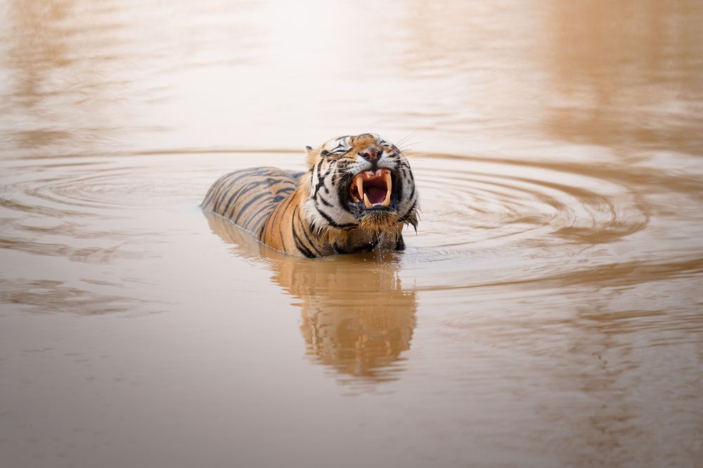 Фотография автора Karthik Subramaniam