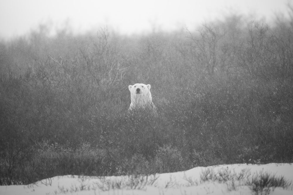 Фотография автора Karthik Subramaniam