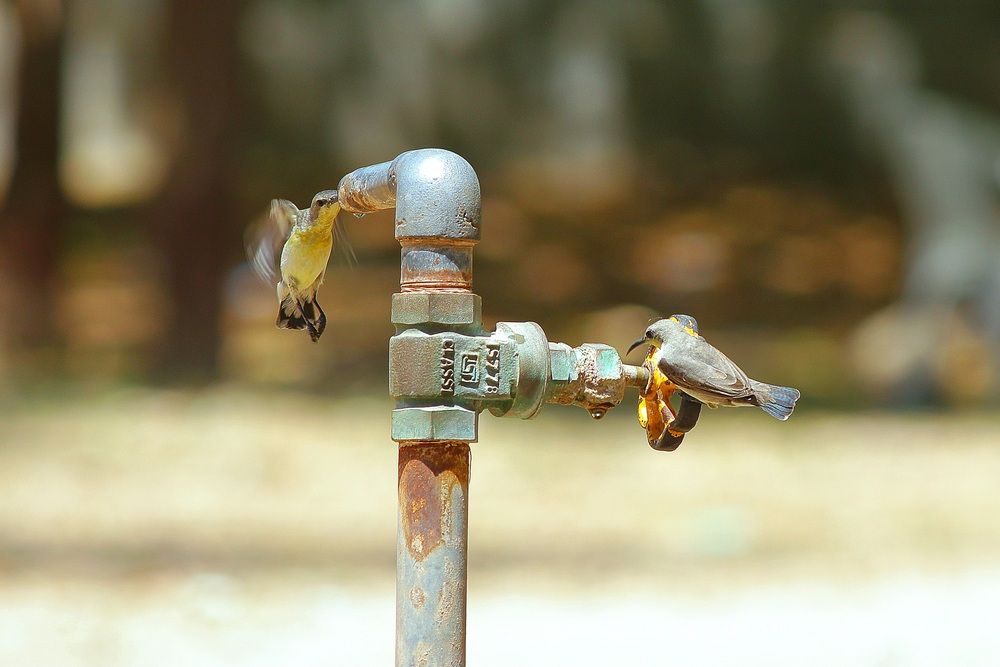 Photograph by Nitin Sidhpura