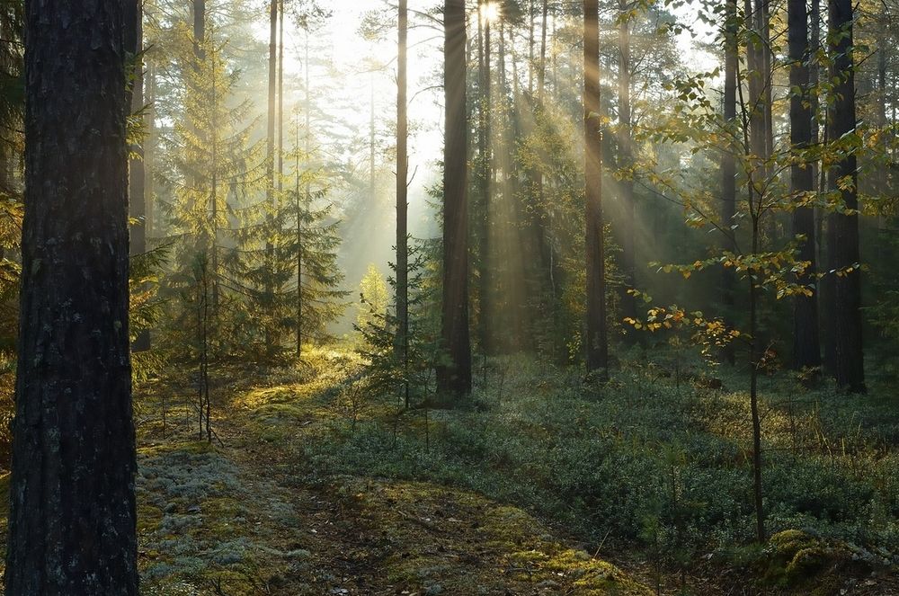 Фотография автора Петров Игорь