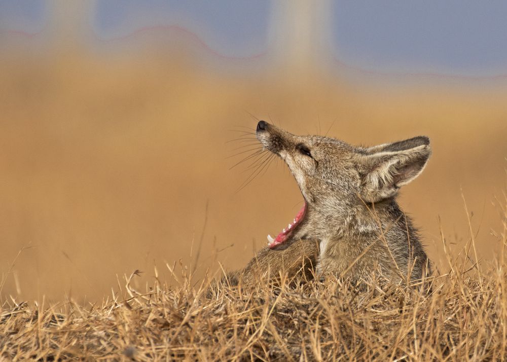 Photograph by Angshuman Mitra