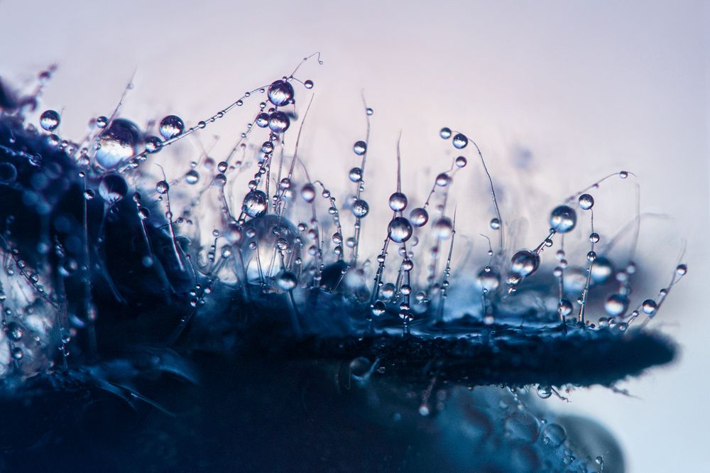 Photograph by Дмитрий Огольцов