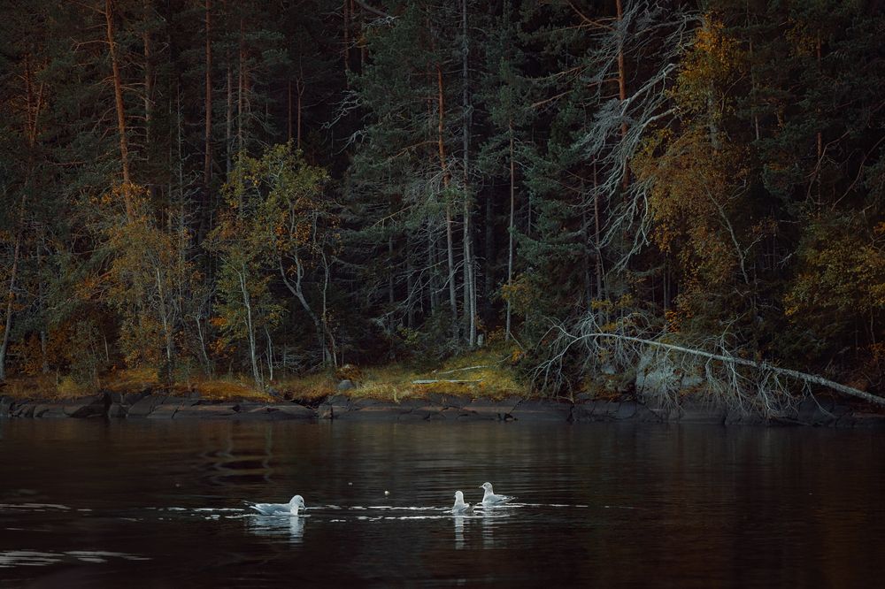 Фотография автора Онучина Юлия