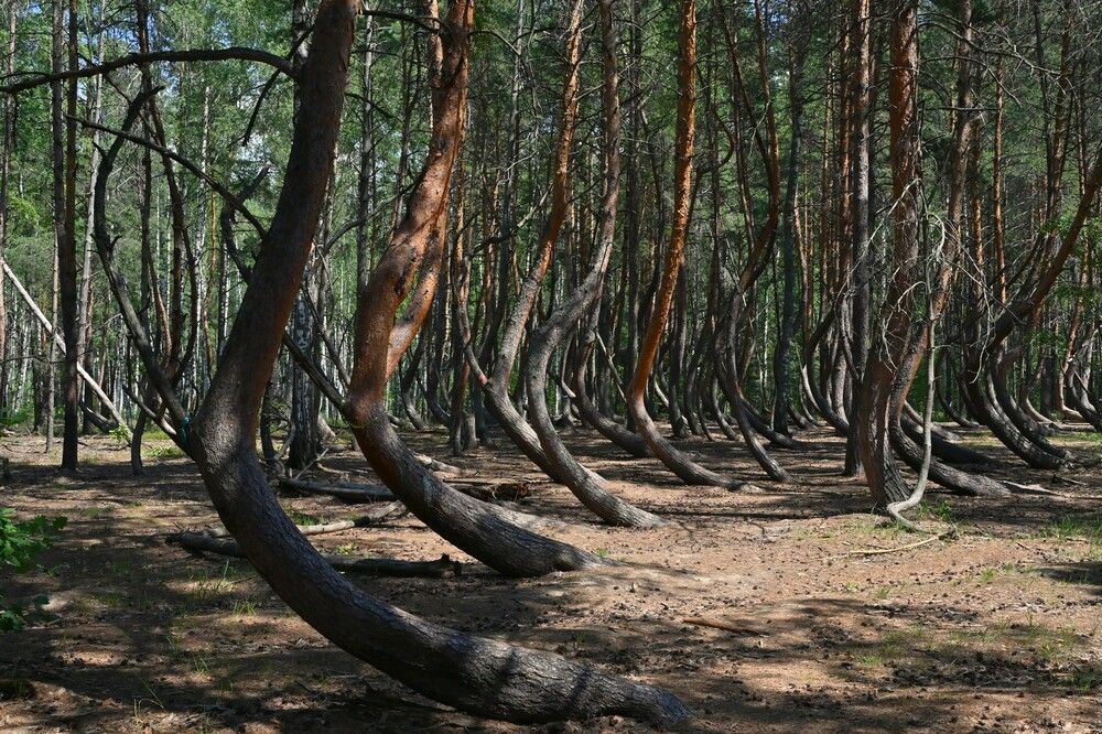 Фотография автора IRINA FILIPPOVA