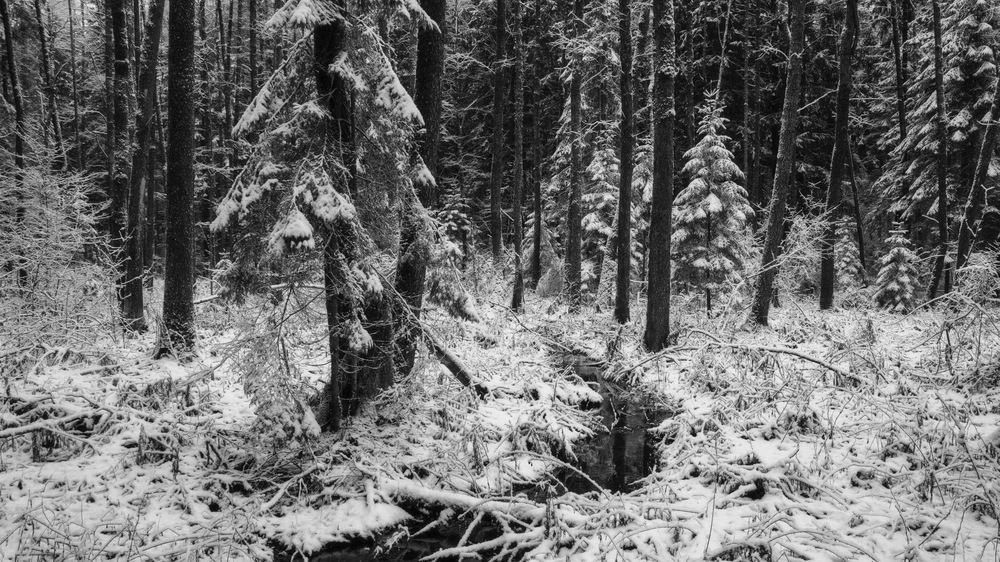 Photograph by Михаил Кушнер