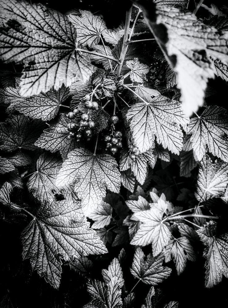 Смородинка