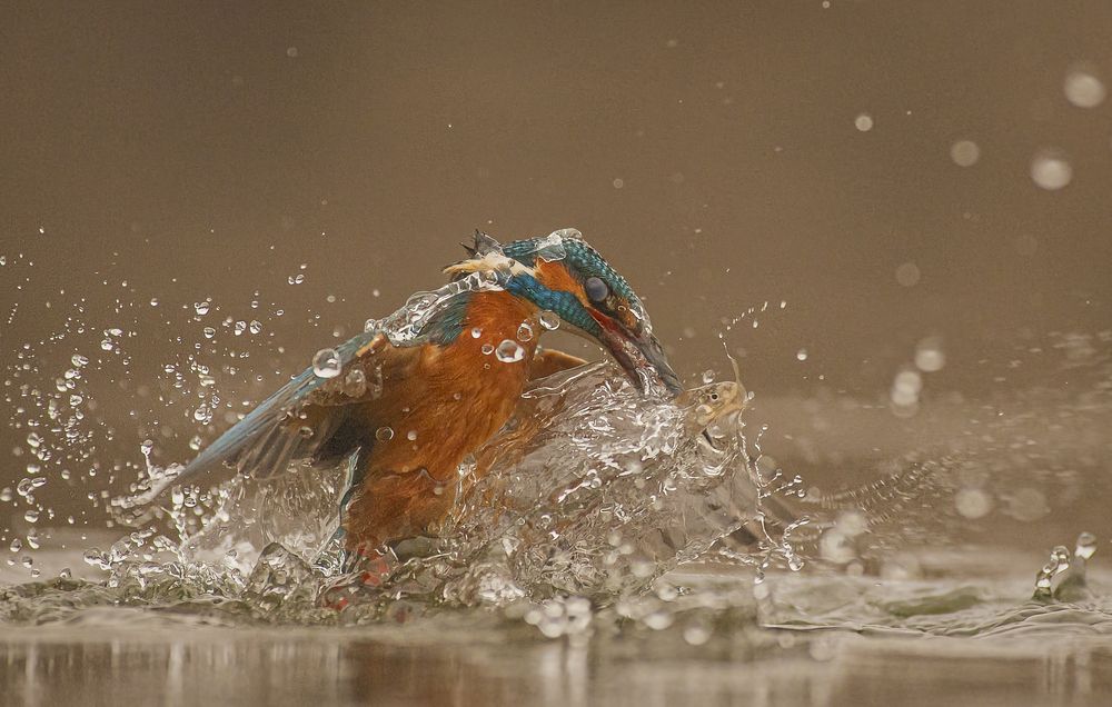 Photograph by Erika Katics