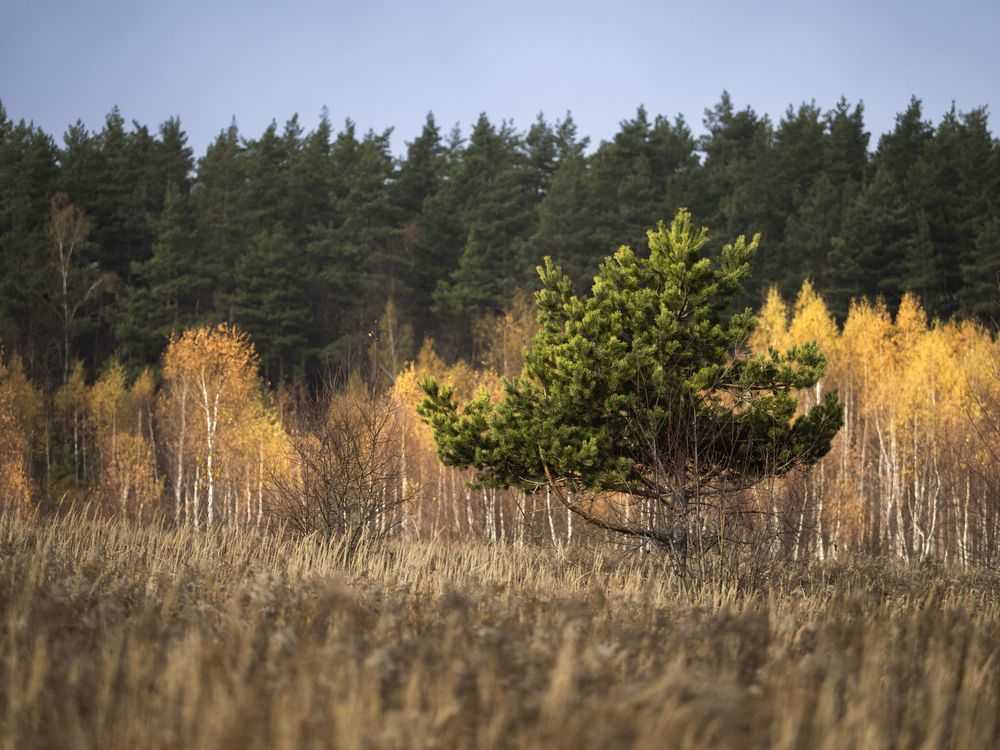 Фотография автора Елена Бурцева